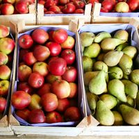 Äpfel und Birnen aus neuer Ernte