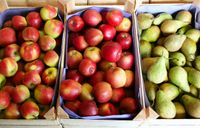 Diverse Apfelsorten und Birnen aus eigener Ernte