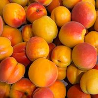 Saftige Aprikosen